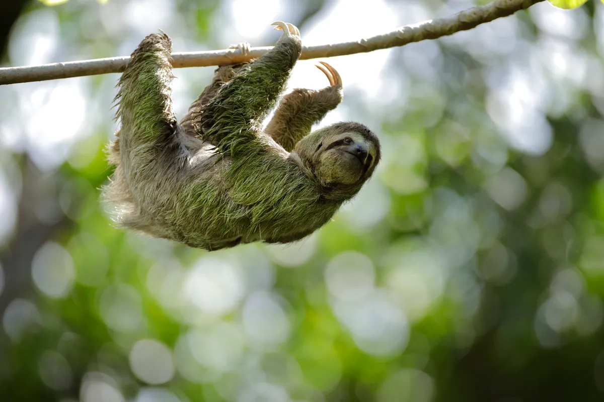 A brown-throated sloth with green algae on its fur, in Costa Rica. © Juan Carlos Vindas/Getty