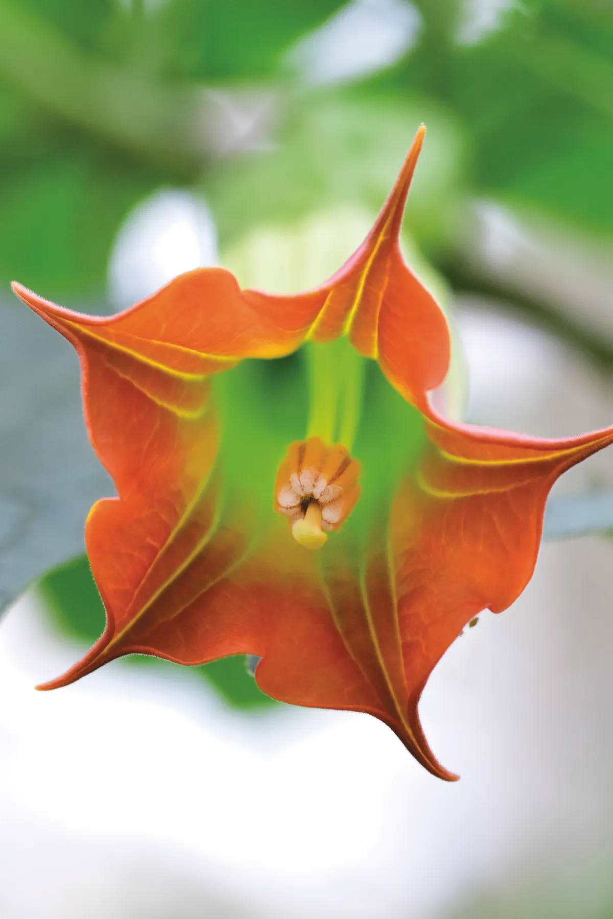 Brugmansia sanguinea is native to Latin America but now extinct in the wild. © RBG Kew