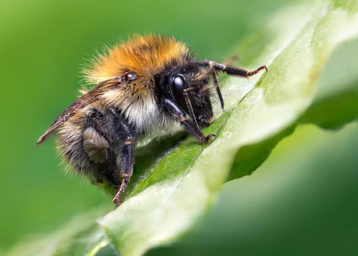 Common carder bee. © Jamie Spensley