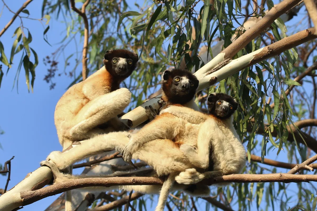 Family of crowned sifakas in a tree. © Cat Rayner