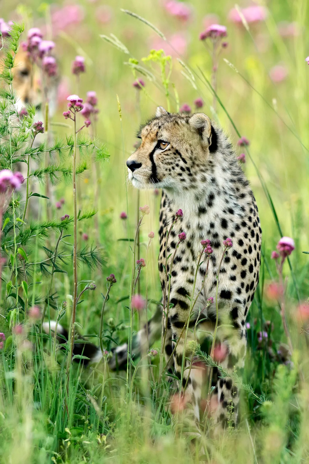 A cheetah in Rietvlei Nature Reserve, South Africa. © Dee Roelofsz/Remembering Cheetahs