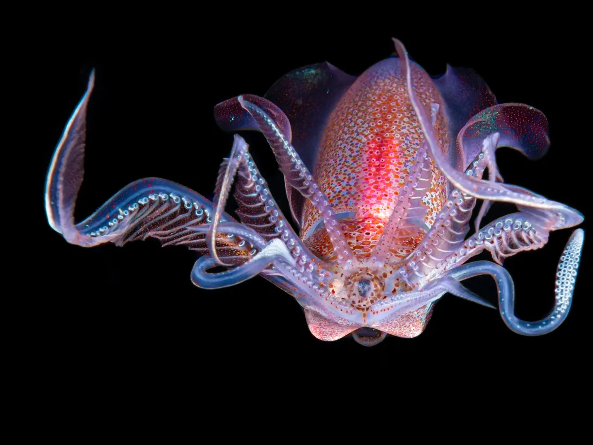 Diamond squid. © Galice Hoarau