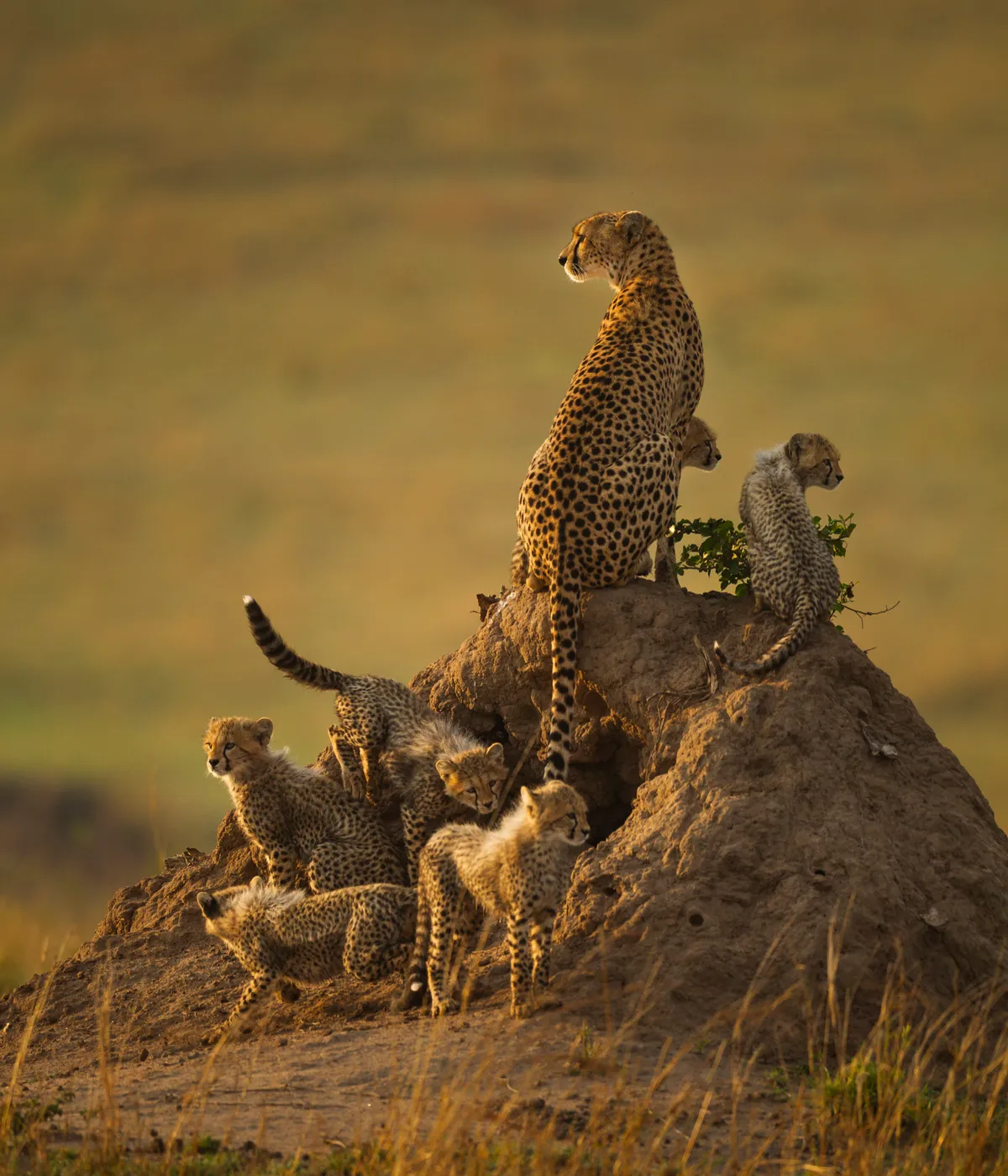 A female cheetah with her cubs in Maasai Mara, Kenya. © Francesco Veronesi/Remembering Cheetahs