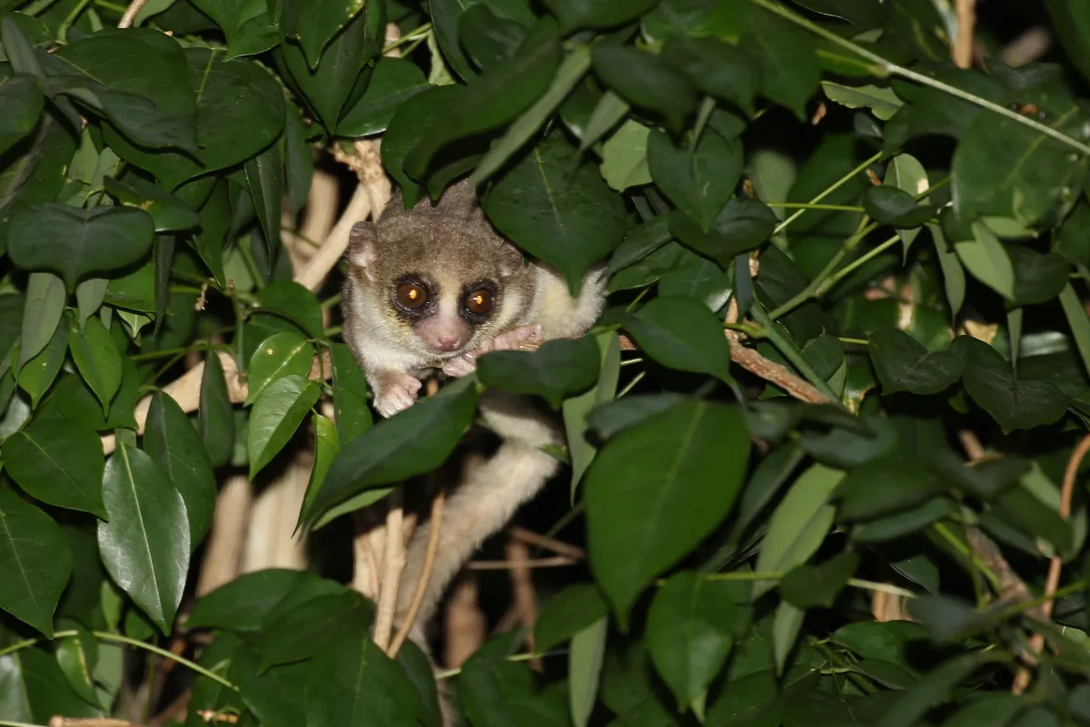 Fat-tailed dwarf lemurs store resources in their tail so they can remain dormant for up to 176 days. © Cat Rayner