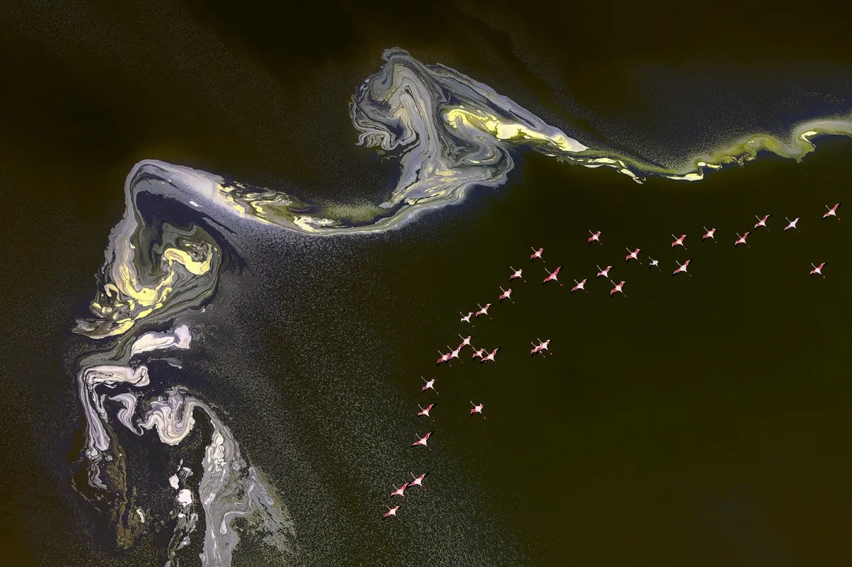 Flamingos Flying Over A Colorful Lake. © Yang Jiao/Drone Photo Awards 2020