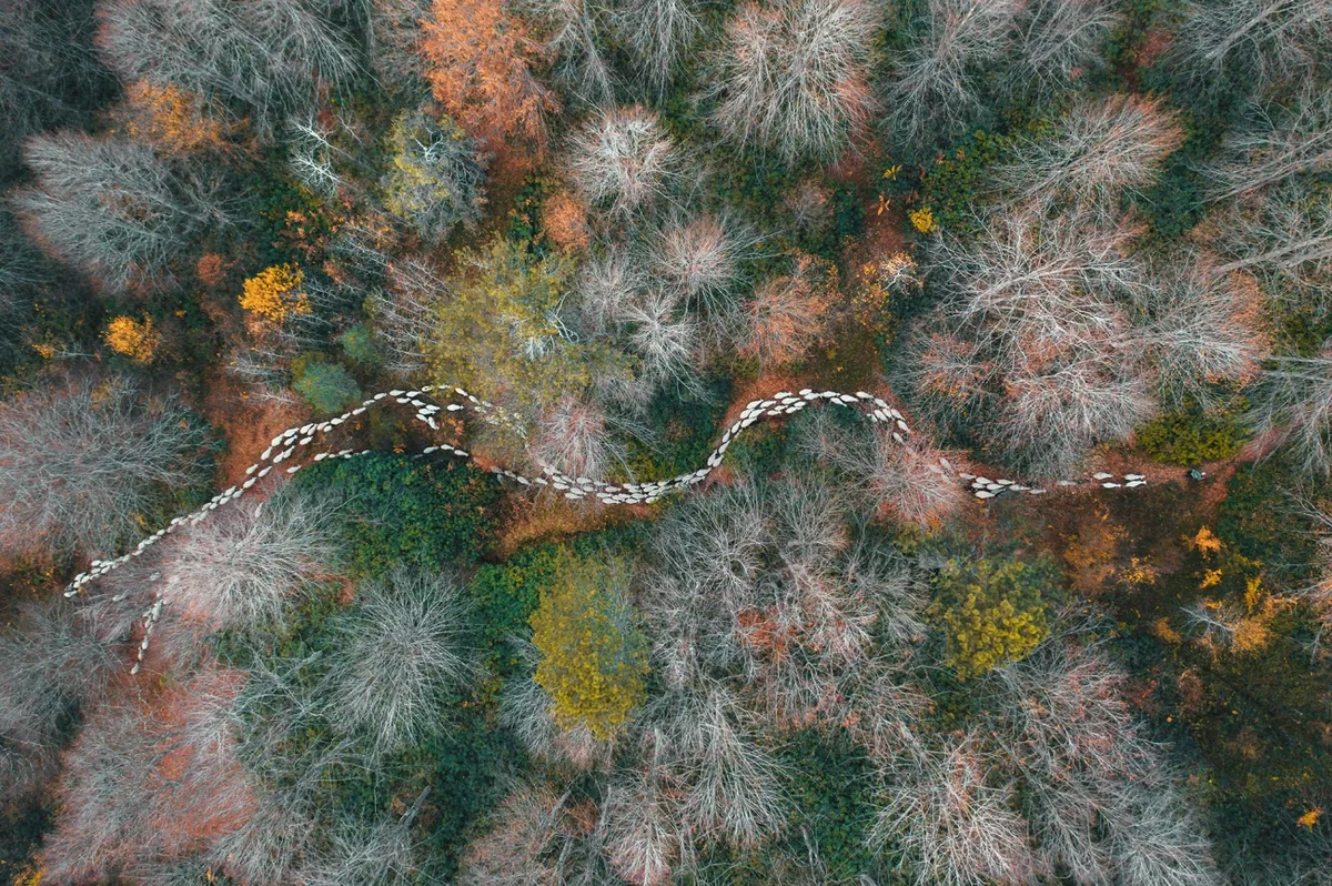 Forest Path. © Mehmet Aslan/Drone Photo Awards 2020