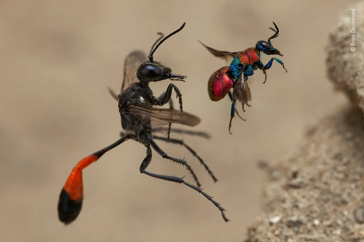 A Tale of Two Wasps. © Frank Deschandol/Wildlife Photographer of the Year 2020