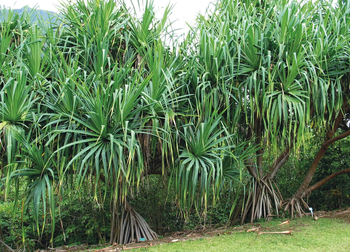 Pandanus tectorius is drought tolerant, making it robust enough for climate change and produces pineapple-like fruits and edible leaves. © RBG Kew