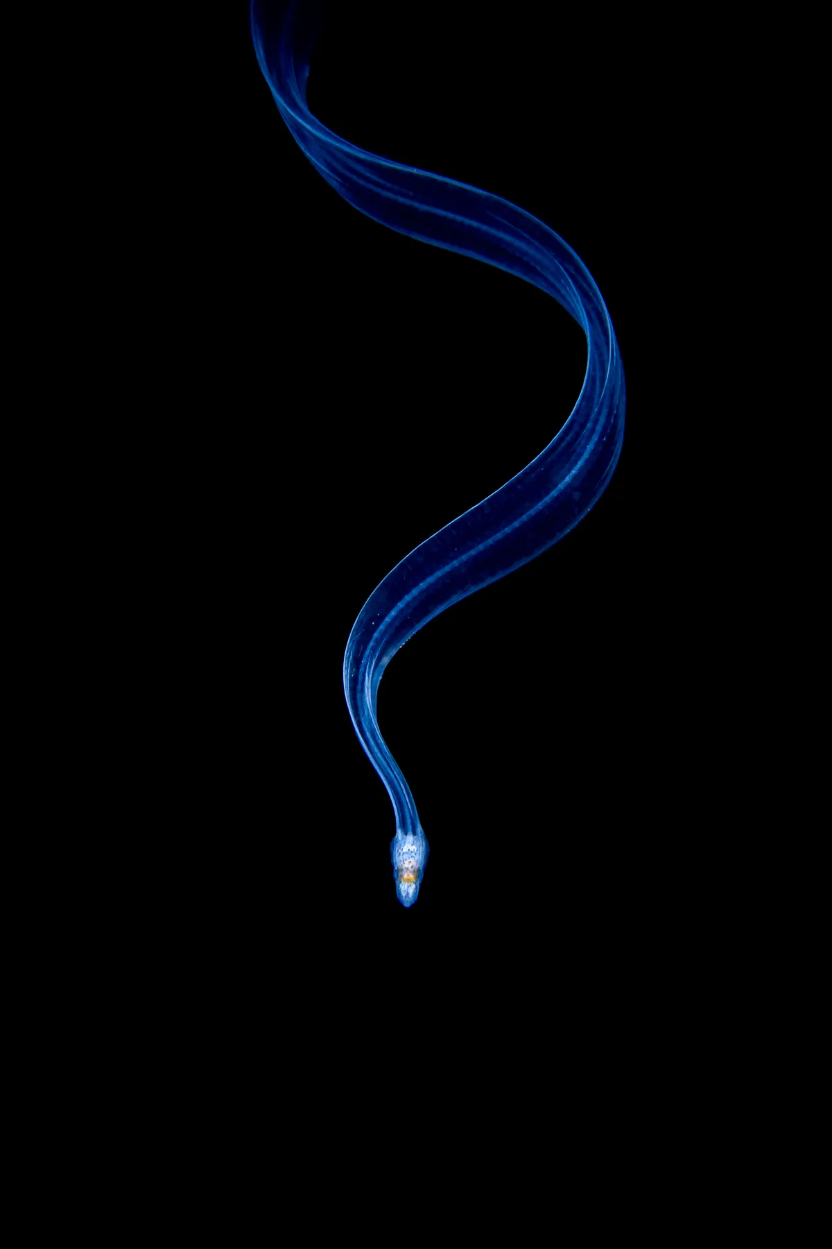 Eel Larva. © Galice Hoarau/Close-up Photographer of the Year