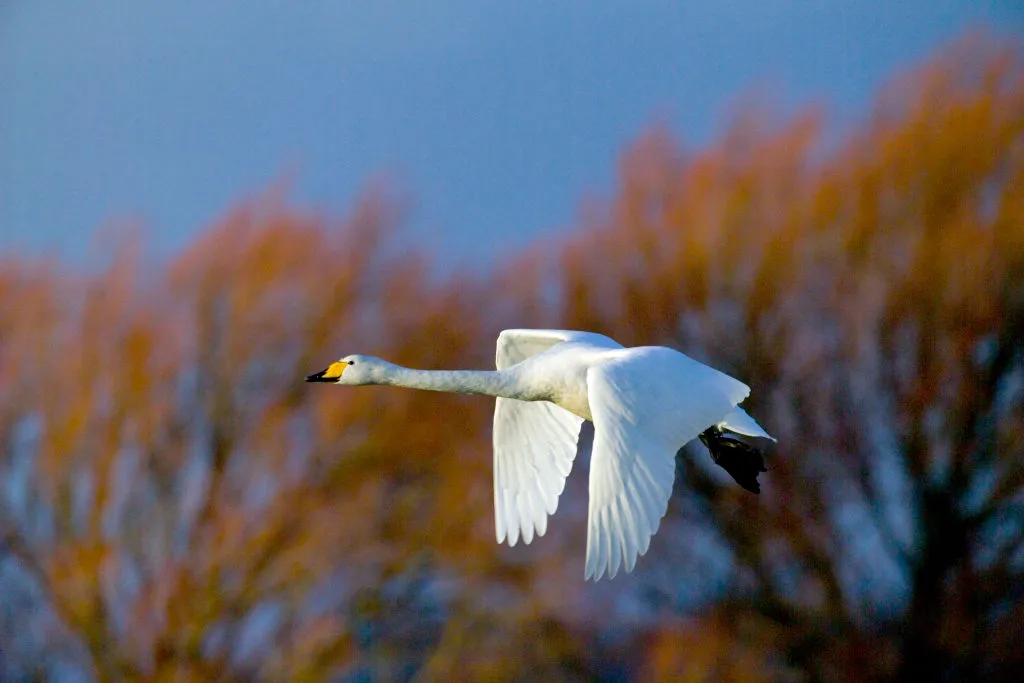A whooper swan in flight at Caerlaverock, Scotland. © Education Images/Getty