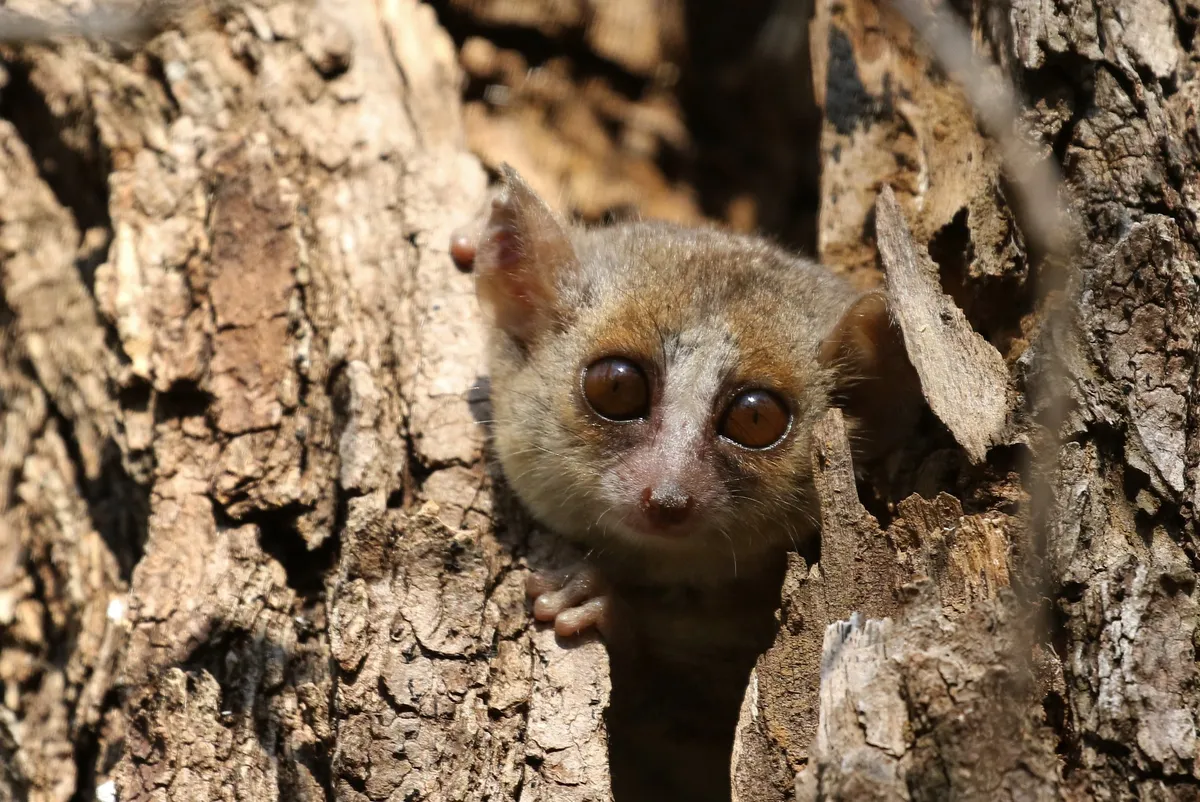 While this grey mouse lemur is the largest mouse lemur species, it weighs just 60 grams! © Cat Rayner