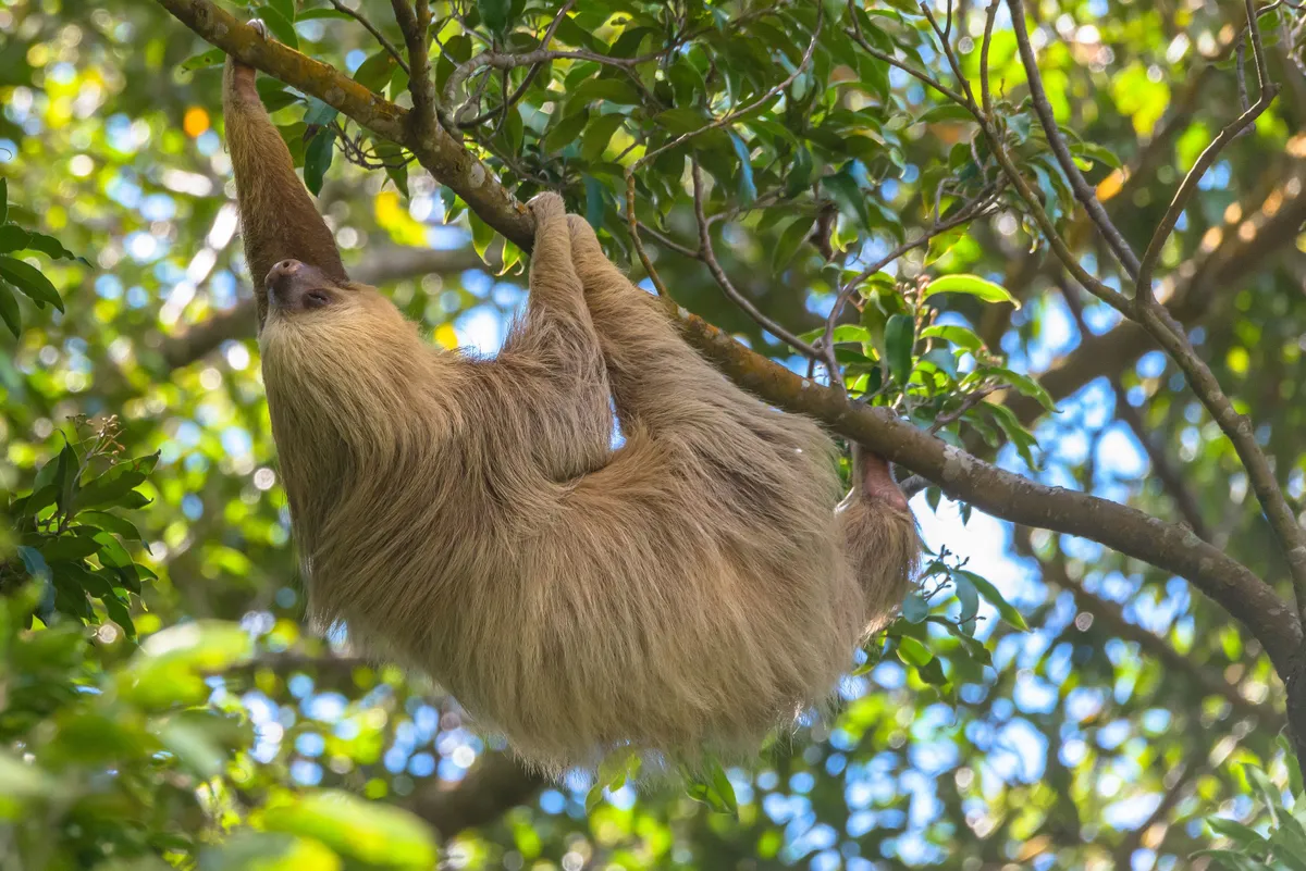 Hoffmann's two-toed sloth hanging on tree branch. © Francis Naef/500px/Getty