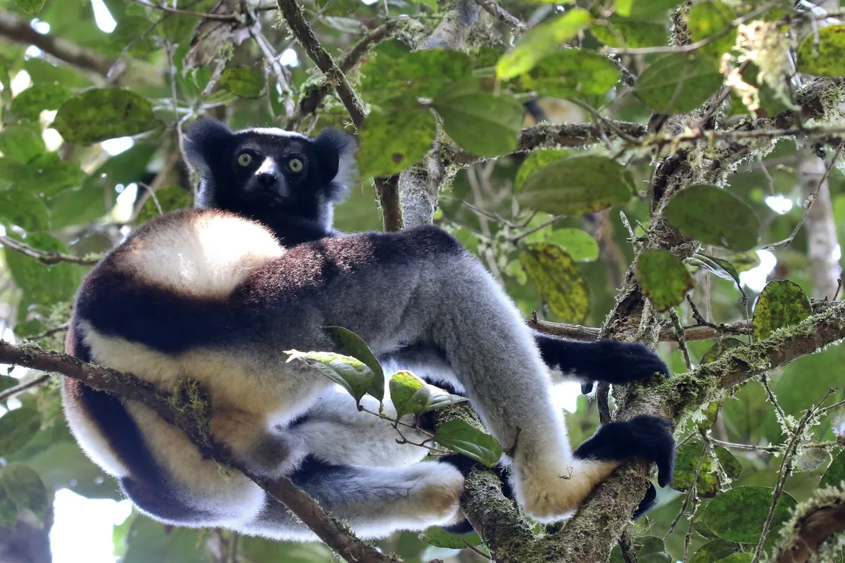 The largest lemur species, the indri, lives only in Madagascar’s eastern rainforests. © Cat Rayner