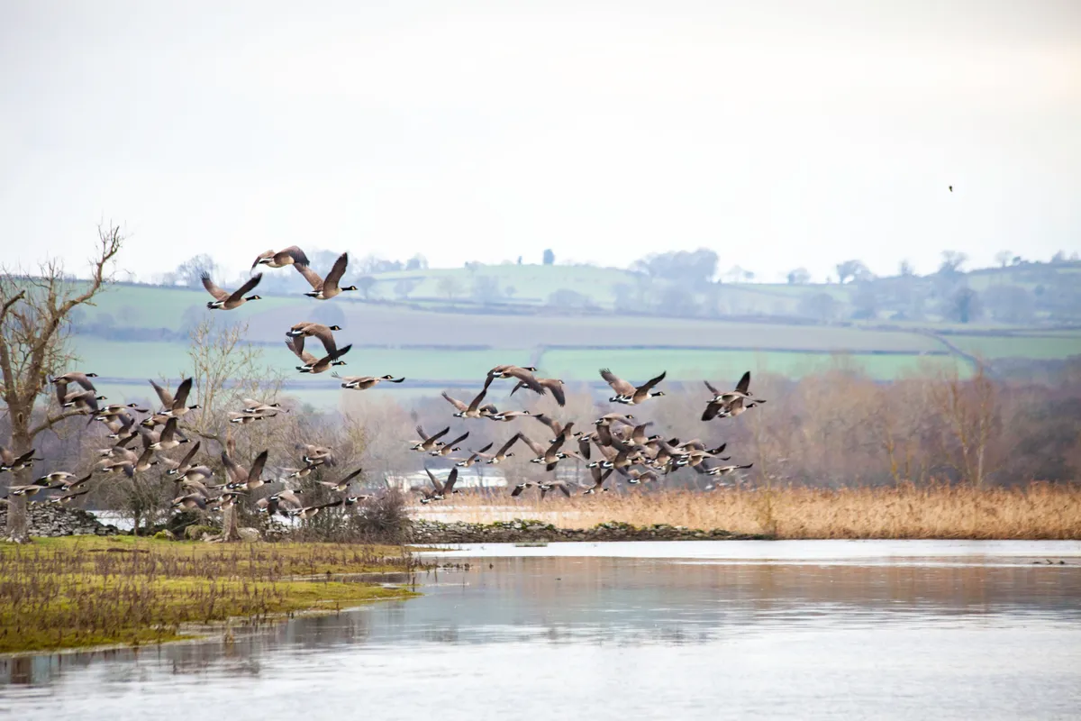 Large flock of geese in flight over a lake/Credit: Getty Images