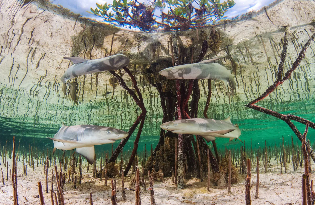 Lemon Pups: Juvenile lemon sharks in Bimini using mangrove-fringed lagoons and creeks as nurseries. © Anita Kainrath, Bahamas
