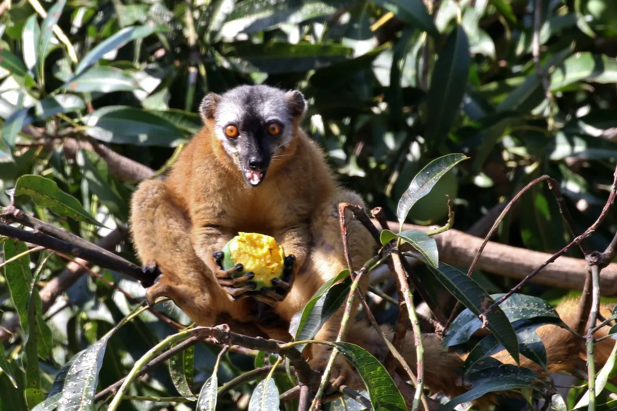 A rufous brown lemur eating fruit. © Cat Rayner