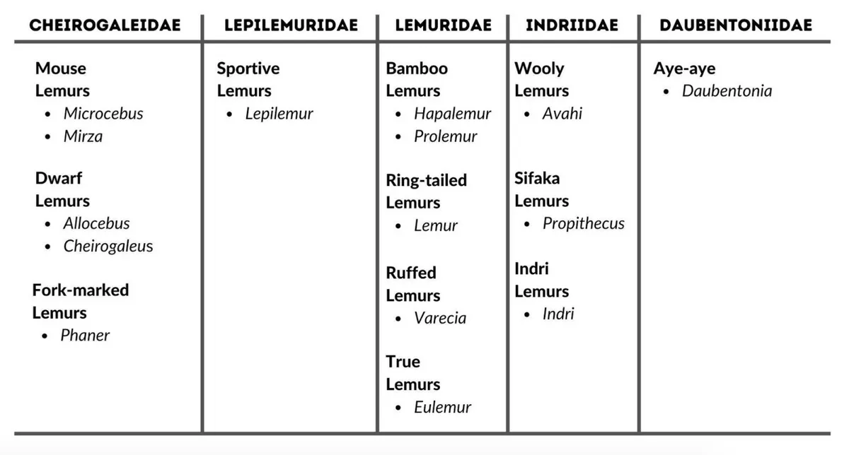 This table shows the current taxonomic structure of known lemur species. Genera that belong to each family are listed in italics beneath the common group name.
