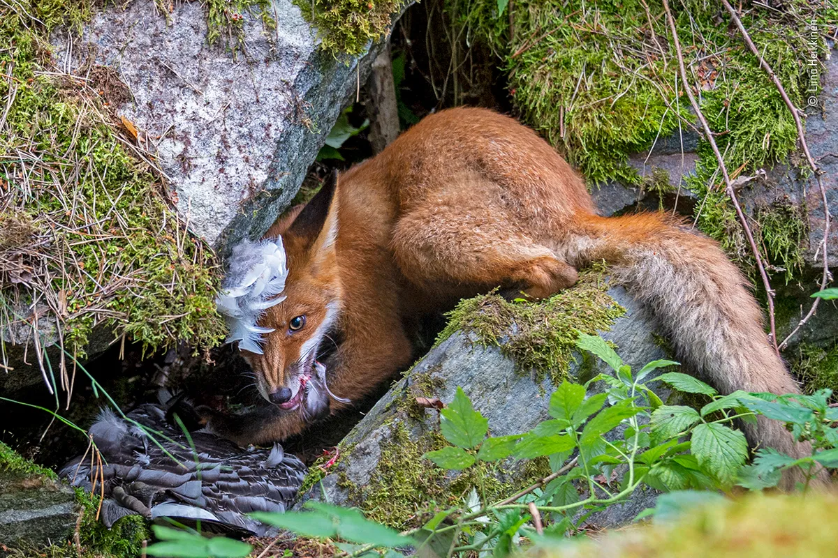 The Fox that got the Goose. © Liina Heikkinen/Wildlife Photographer of the Year 2020