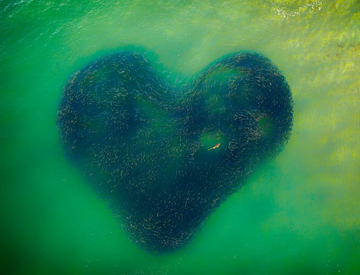 Love Heart of Nature: In winter, a shark is inside a salmon school when, chasing the baitfish, the shape became a heart shape. © Jim Picot/Drone Photo Awards 2020