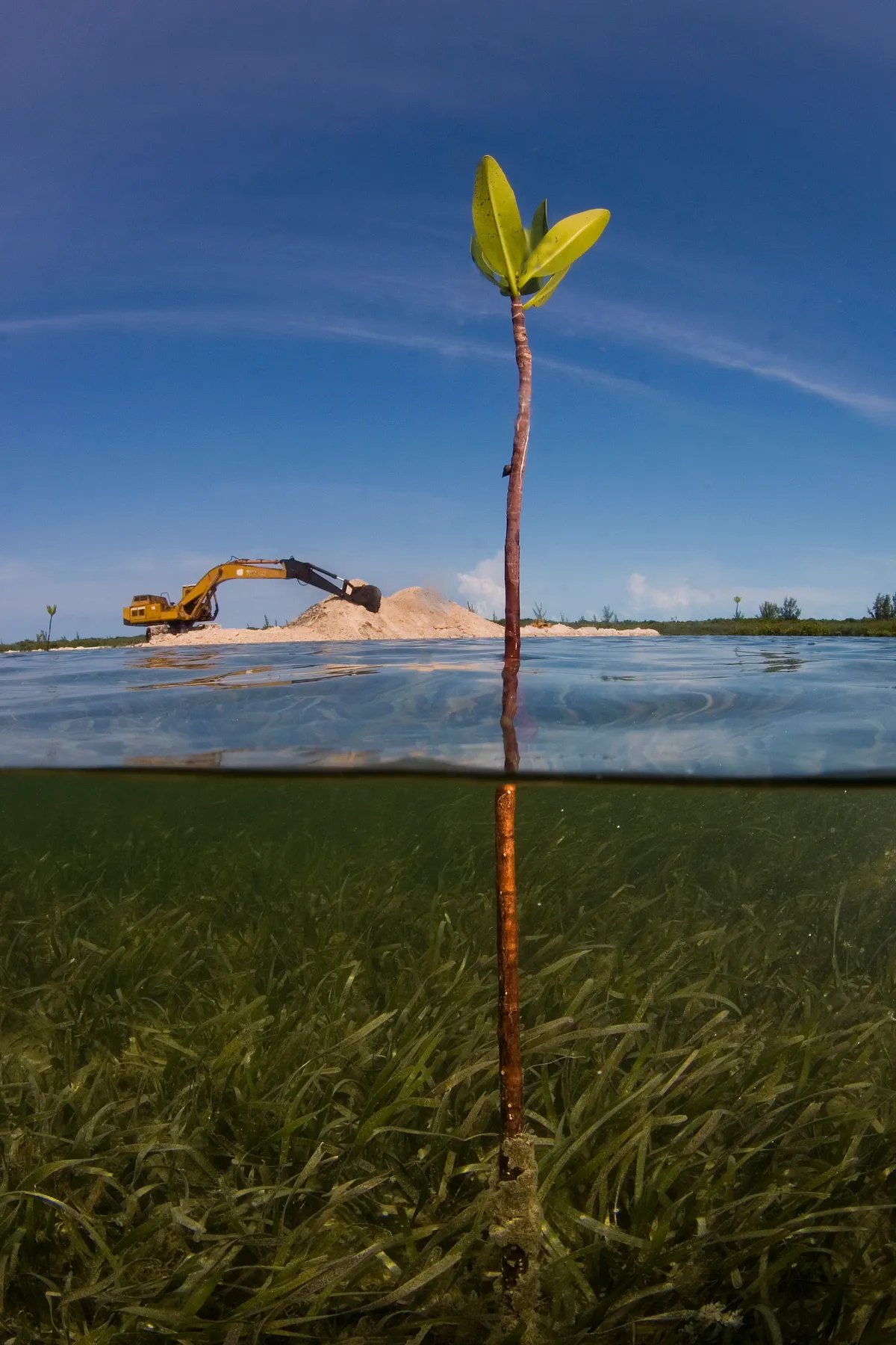 Mangrove & Bulldozer: I took this split shot of a sand spit being built across a shallow lagoon. By the next day the mangrove shoot pictured was buried under piles of fill. This development had no building permits and is indicative of how projects can move forward and do damage without any legal authority. © Matthew Potenski, Bahamas