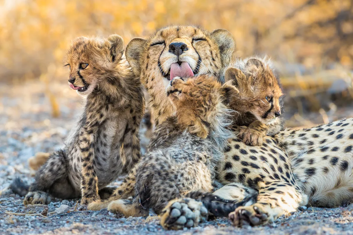A cheetah grooms her young cubs. © Marcus Westberg/Remembering Cheetahs