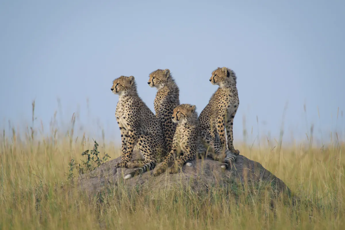 Four sub-adult cheetahs watching their mother hunt in the distance in Kenya's Maasai Mara. © Margot Raggett/Remembering Cheetahs