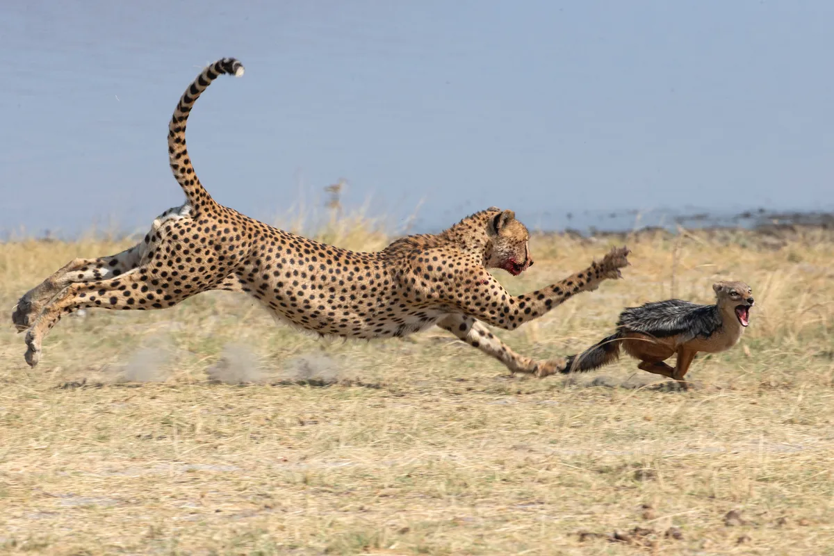 A cheetah chases away a jackal which had been trying to steal its meal. © Michael Lorentz/Remembering Cheetahs