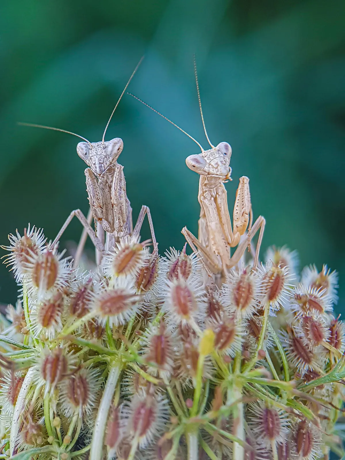 Two mantises (Ameles spallanzania). © Fabio Sartori