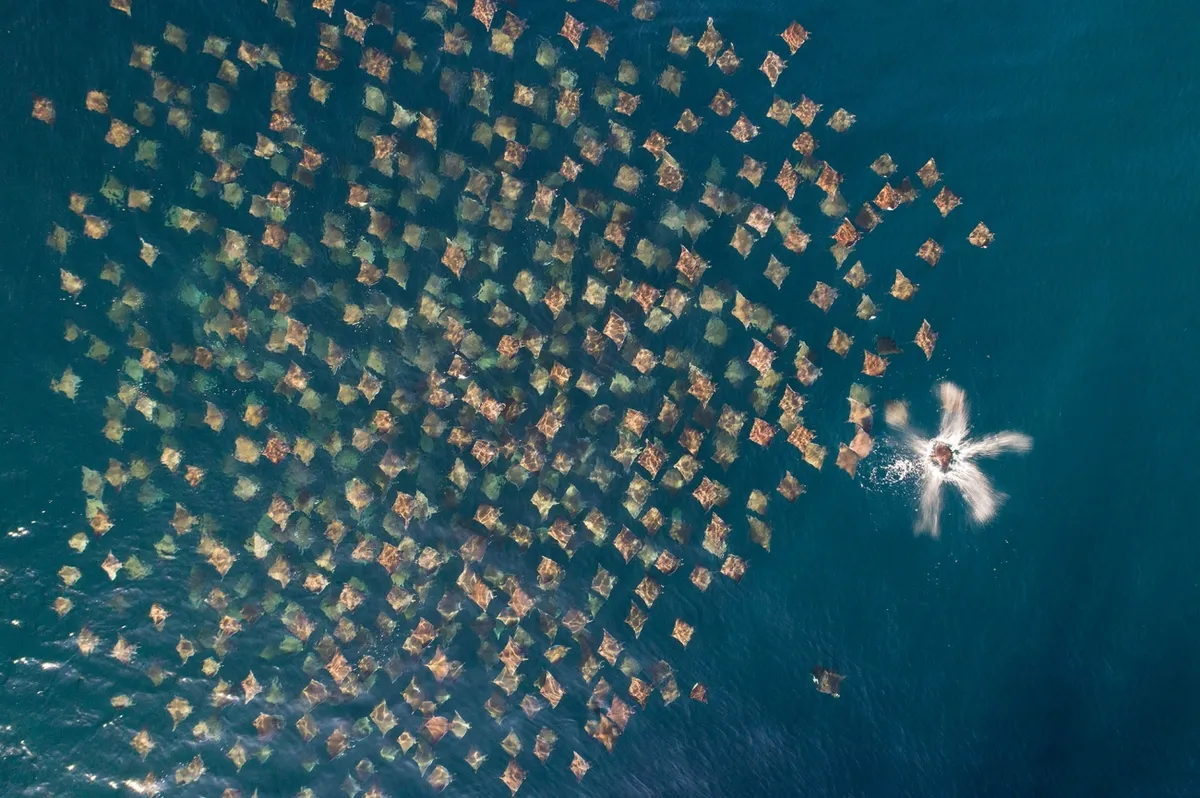 Munk's mobula rays schooling: Though from a boat it was hard to appreciate just how enormous this shoal was, the drone revealed a mass of thousands of Munk's mobula rays (also called Munk's pygmy devil rays), all swimming in the same circular direction. © Mark Carwardine/Drone Photo Awards 2020