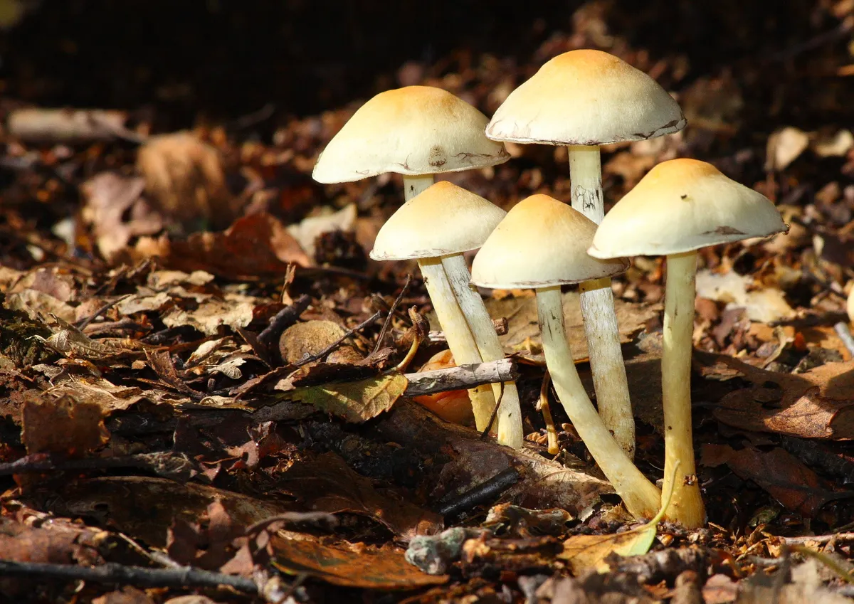 Mushrooms on forest floor