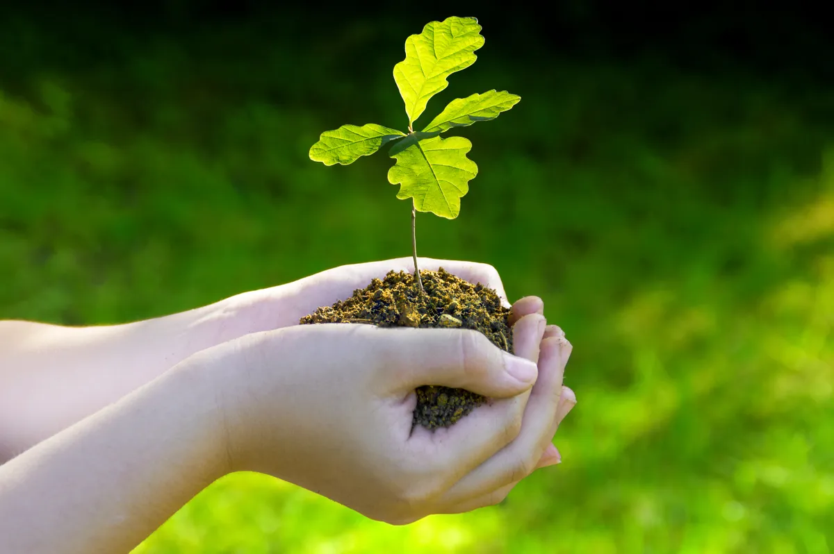 Small oak tree plant in hands/Getty Images