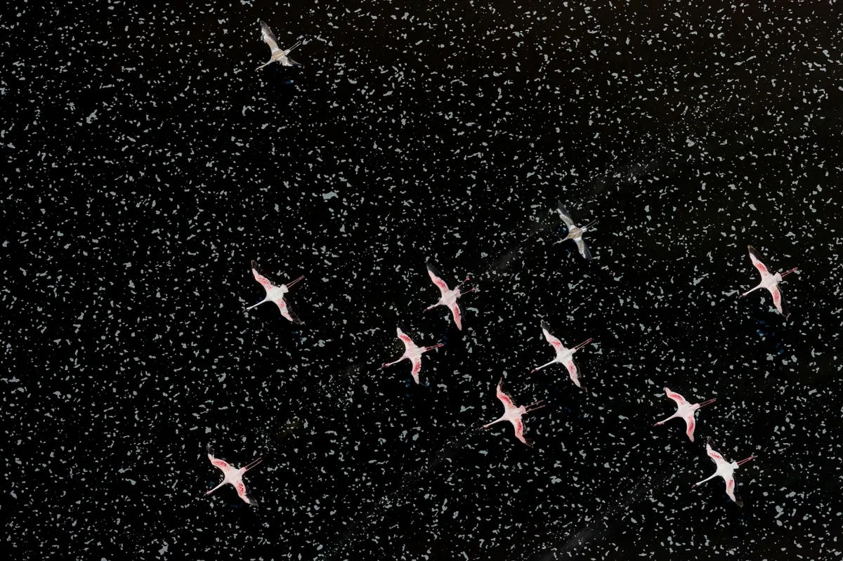 Outer space flamingos. © Paul Mckenzie/Drone Photo Awards 2020