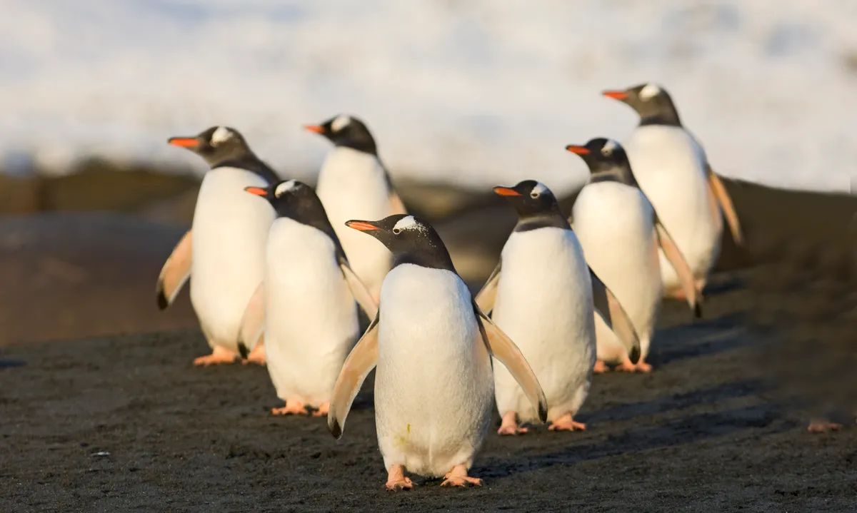 People can enter as individuals or team. Gentoo penguins. © David Tipling