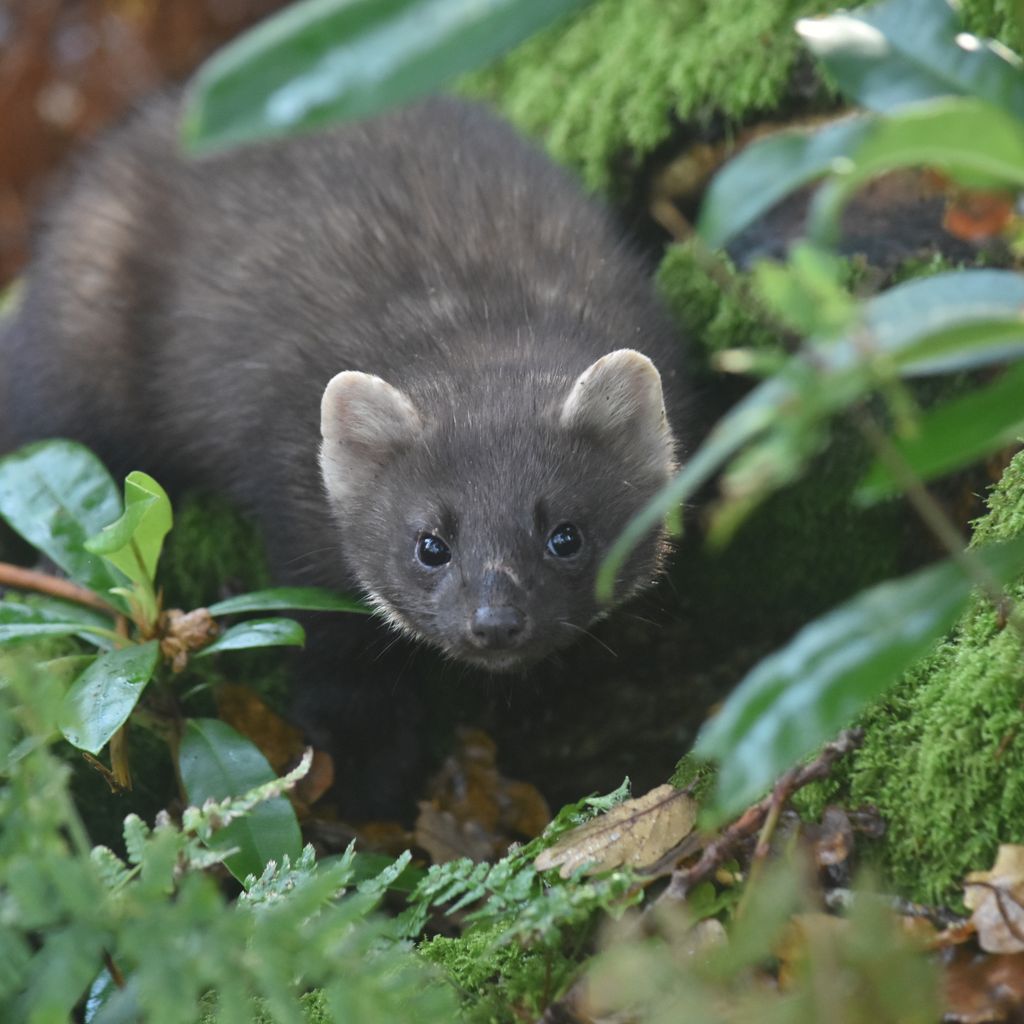 Changes to the natural landscape could put pine martens at threat, finds study