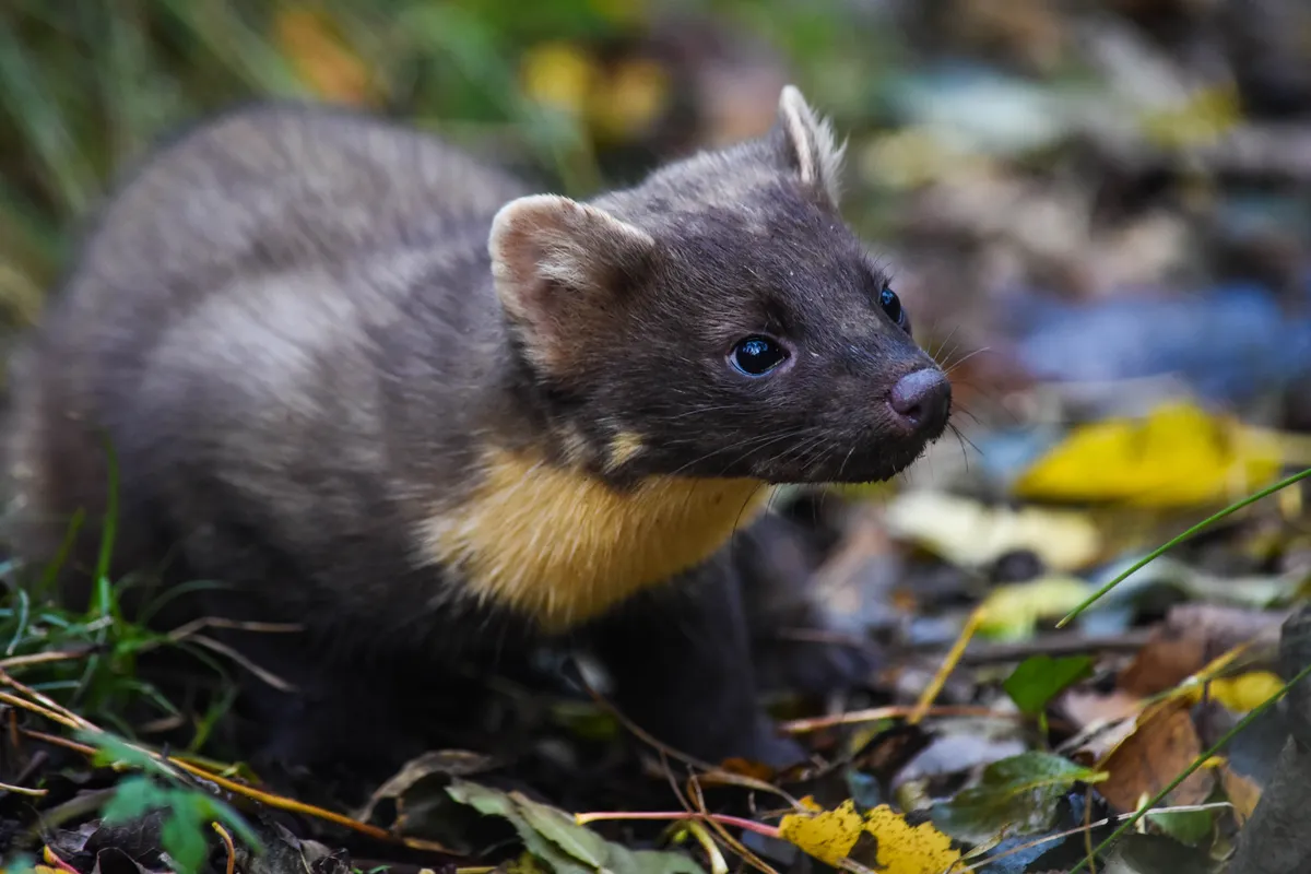 The study found that human modified landscapes pushed the pine marten into conflict/Credit: Josh Twining