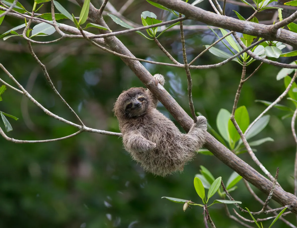 A four-month-old pygmy three-toed sloth on the Isla Escudo de Veraguas, Panama. © Larry Minden/Minden/Alamy