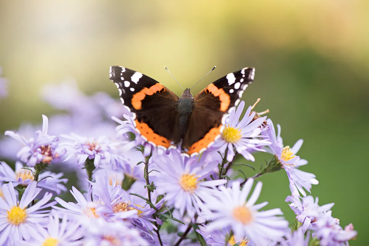Red admiral butterfly feeding from autumn aster flowers. © Jacky Parker Photography/Getty