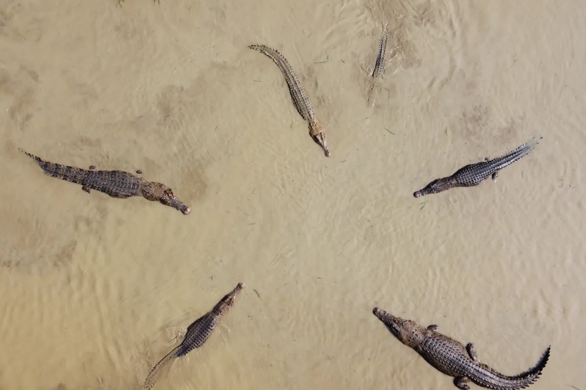 Ring of Crocodiles. © Adnan Asif/Drone Photo Awards 2020