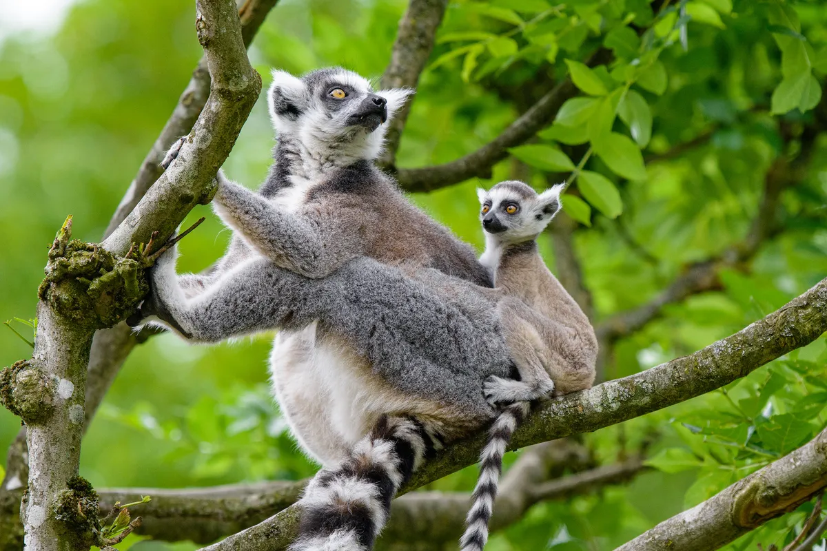 Like all prosimians, ring-tailed lemurs have a long snout and a tooth comb. © Mathias Appel