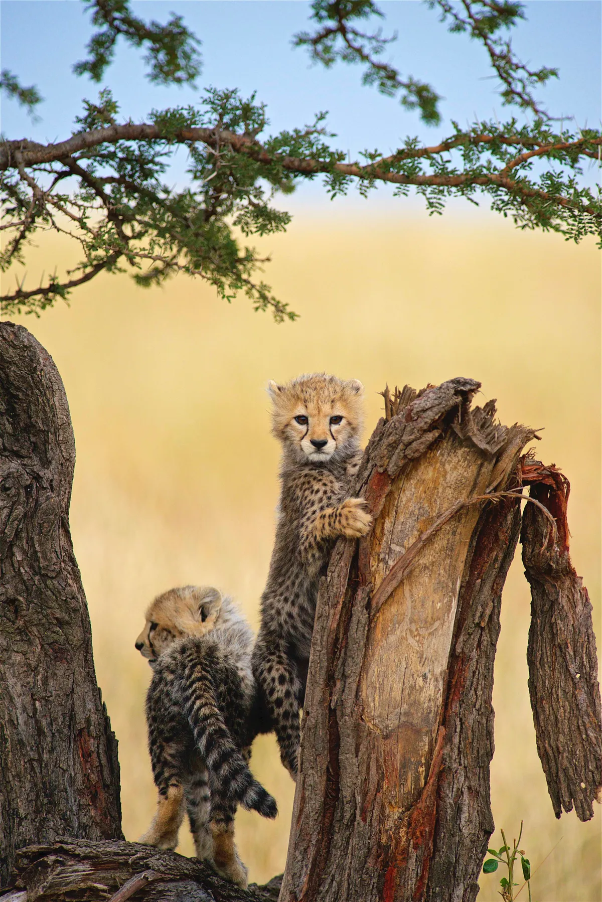 Cheetah cubs in Maasai Mara, Kenya. © Robert L Keyser III/Remembering Cheetahs