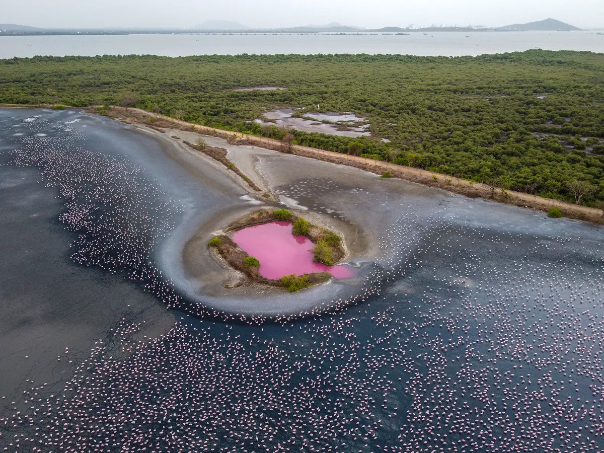 Sea of Pink: With reduced human activity this year, a record number of flamingos made the journey across to Mumbai, India. Talawe Wetlands was given an extra pink spectacle after microscopic algae and bacteria mixed with the rising humidity and turned parts of the water pink. © Pratik Chorge, India