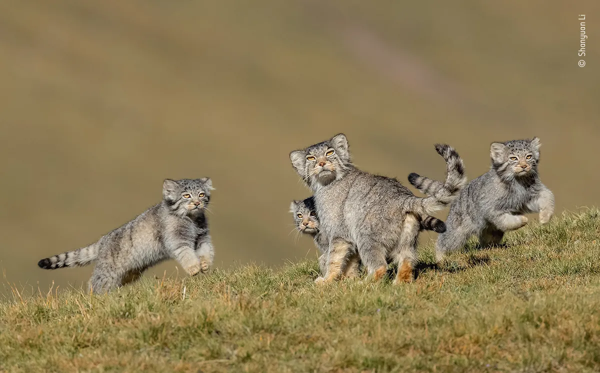 When Mother Says Run. © Shanyuan Li/Wildlife Photographer of the Year 2020