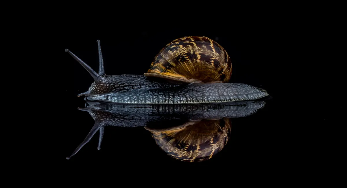 Snail. © David Lain