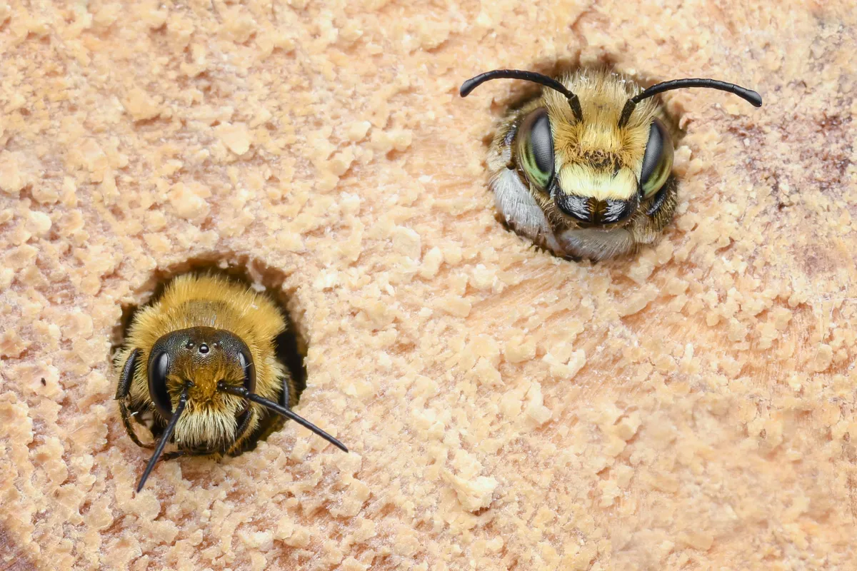 Willoughby's leaf cutter bee and an Andrena bee species. © Lee Frost