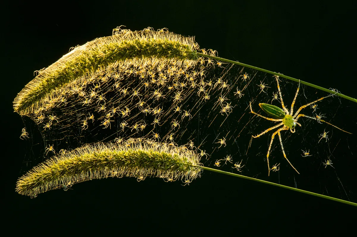 Spiders. © Lung-Tsai Wang