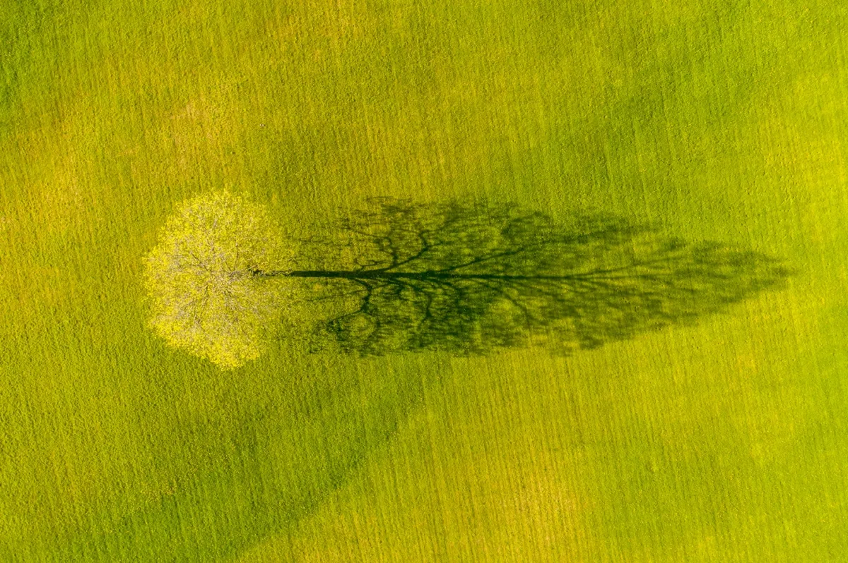 Spring Maple Tree Shadow. © Caleb Kenna/Drone Photo Awards 2020