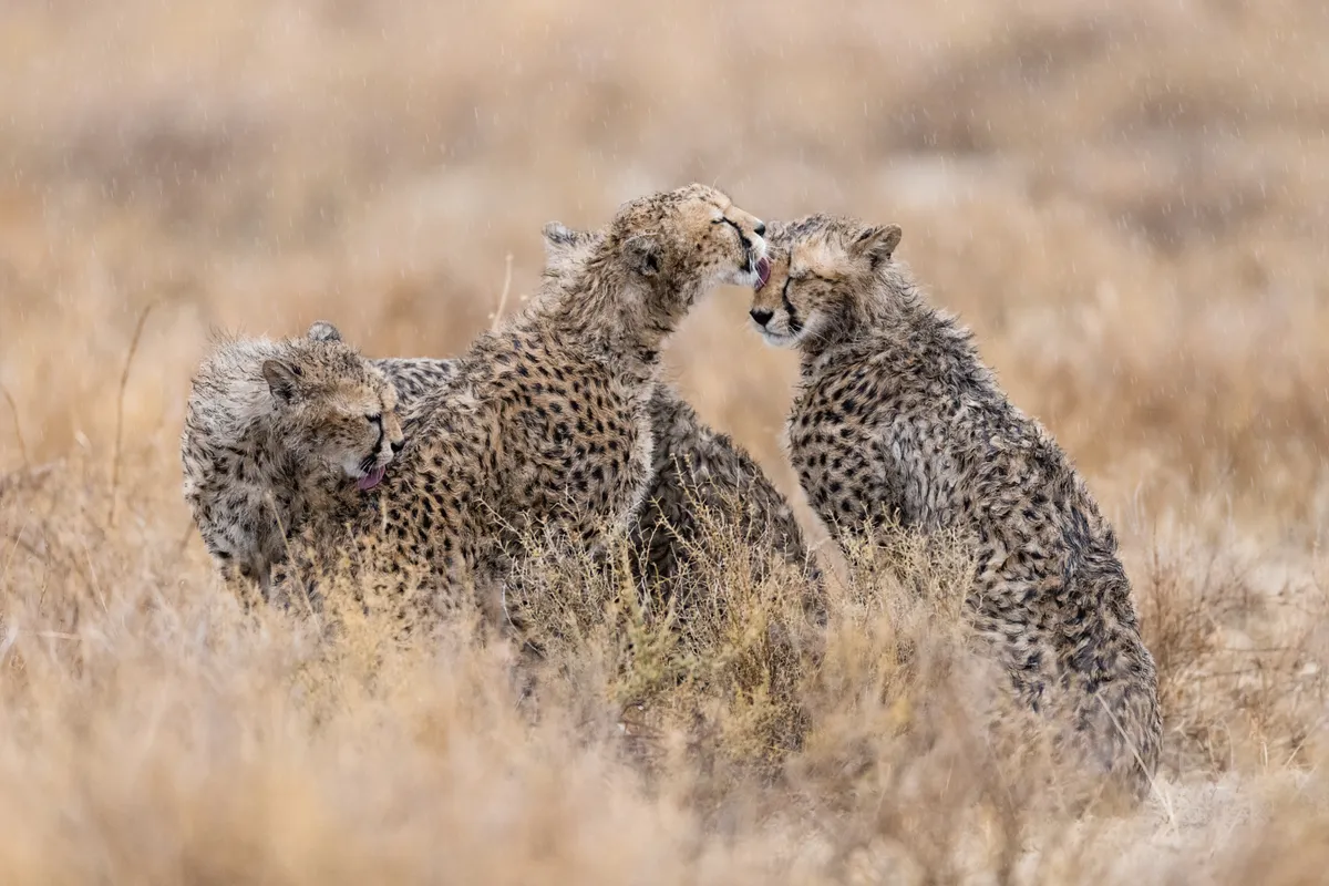 Cheetahs in Ndutu, Tanzania. © Sue Morris/Remembering Cheetahs