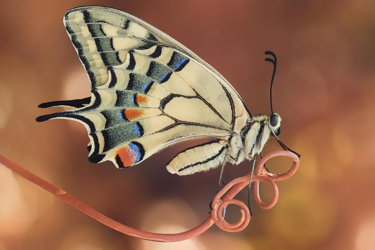 Swallowtail butterfly. © Sara Jazbar