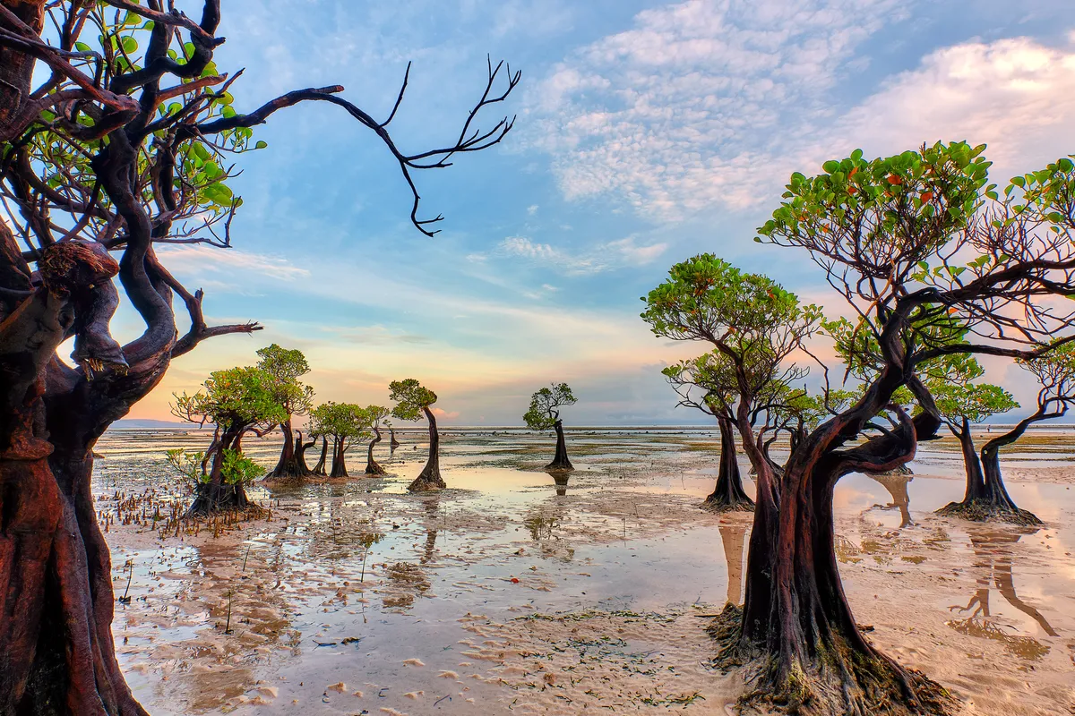 The Dancing Mangroves: A unique mangrove sunset scene along Walakiri Beach in East Sumba, Indonesia where the trees sway across a stretch of white sand. © Harry Pieters, Indonesia
