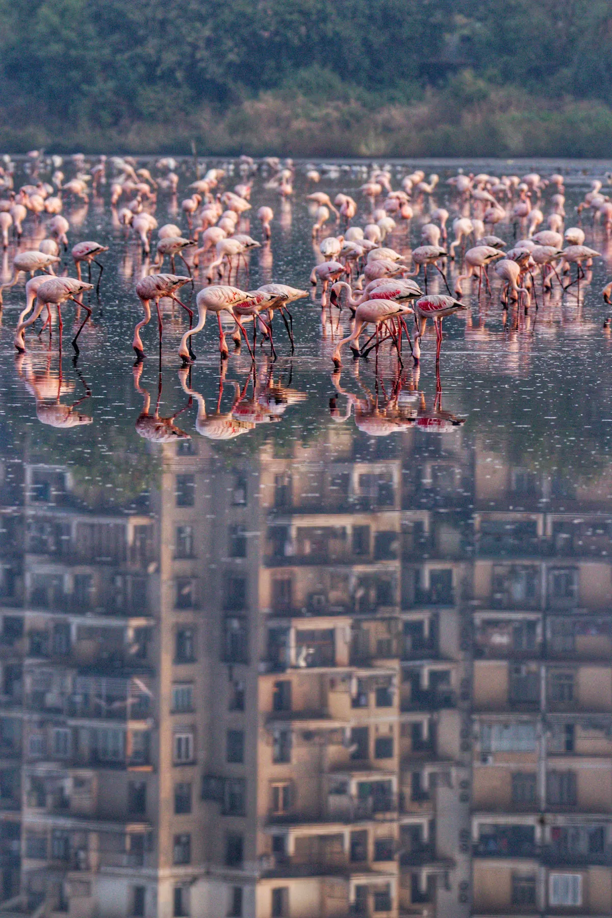 The Real ‘Man Vs Wild’ aka ‘Live and Let Live’: The remaining mangroves in Mumbai are under threat. Here flamingos are seen feeding in a wetland with the reflection of the buildings, a grim testimony of the struggle and loss of habitat these birds are facing. © Vidyasagar Hariharan, India